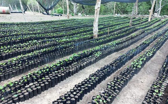 vivero com